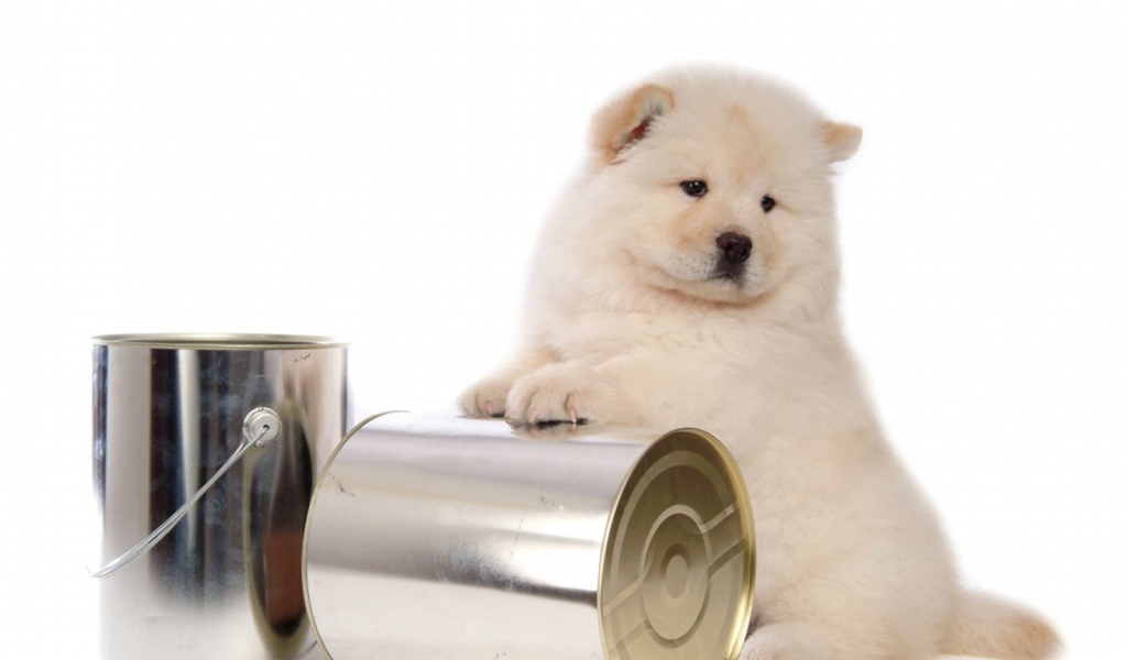 Чау-чау и банки