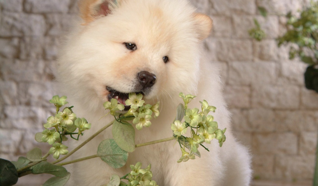 Чау-чау жует цветок