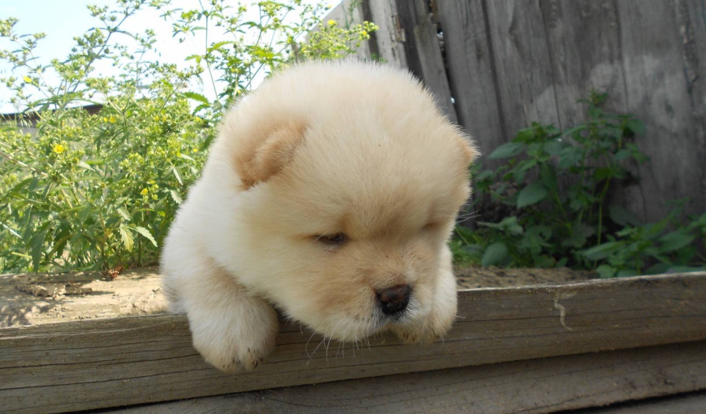 Чау-чау выглядит усталой