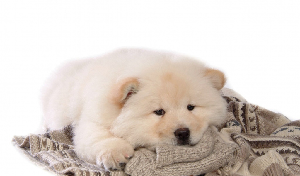 Чау-чау лежит на свитере