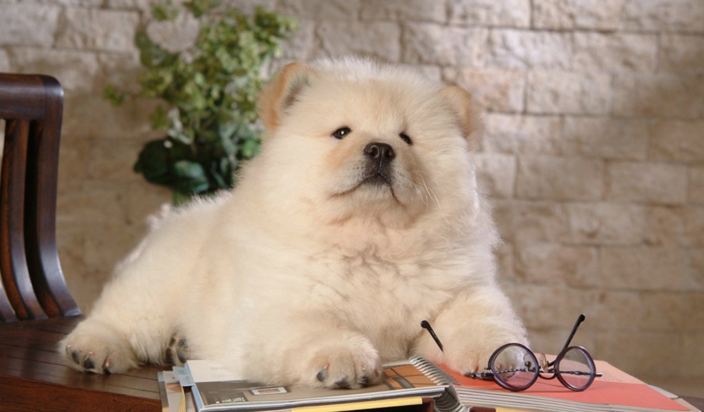 Чау-чау читает книгу