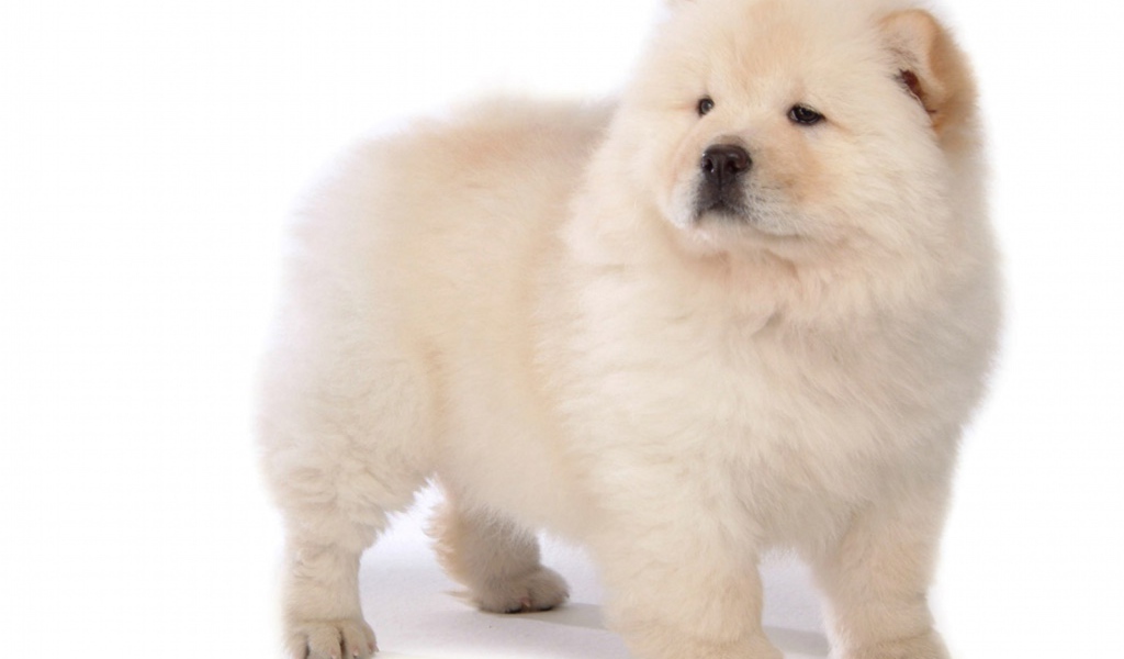 Chow-Chow on the white background