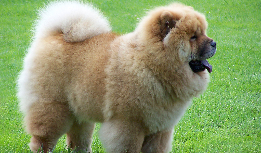 Чау-чау на прогулке