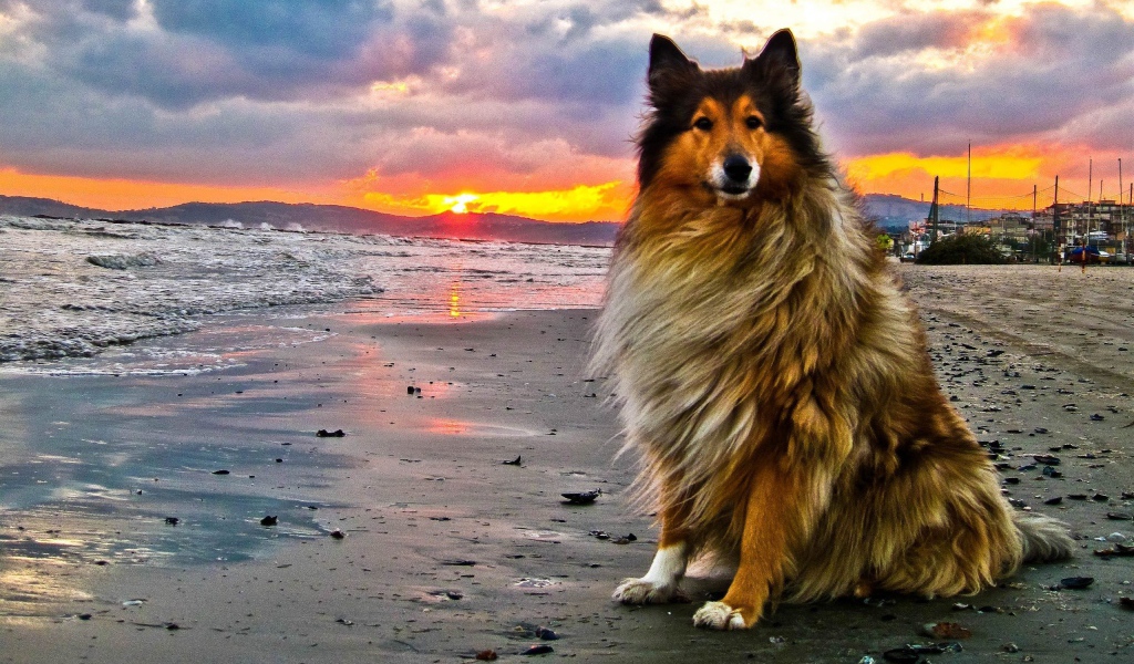 Колли на пляже