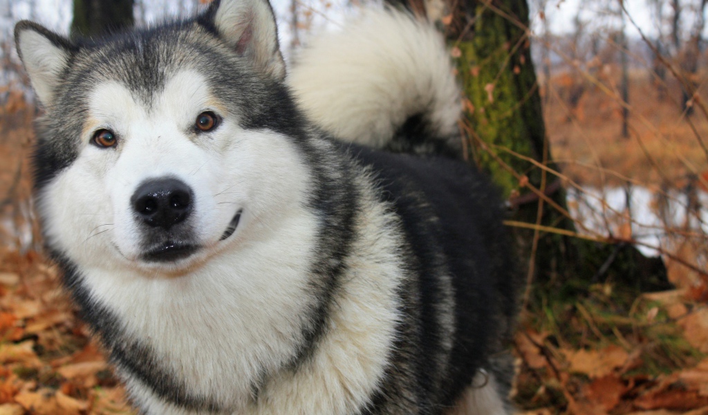 Милый аляскинский маламут