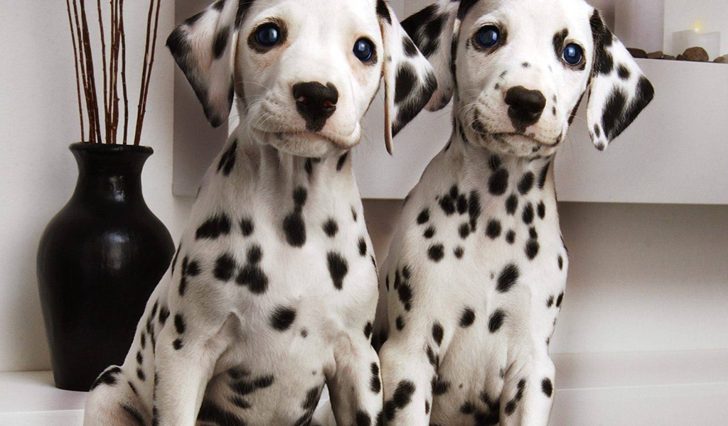 Симпатичные щенки далматина