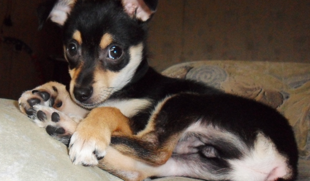 Симпатичный Карликовый пинчер на диване