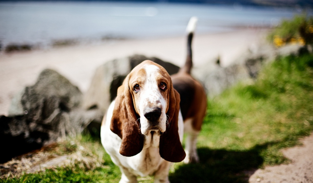 Милый бассет-хаунд на природе
