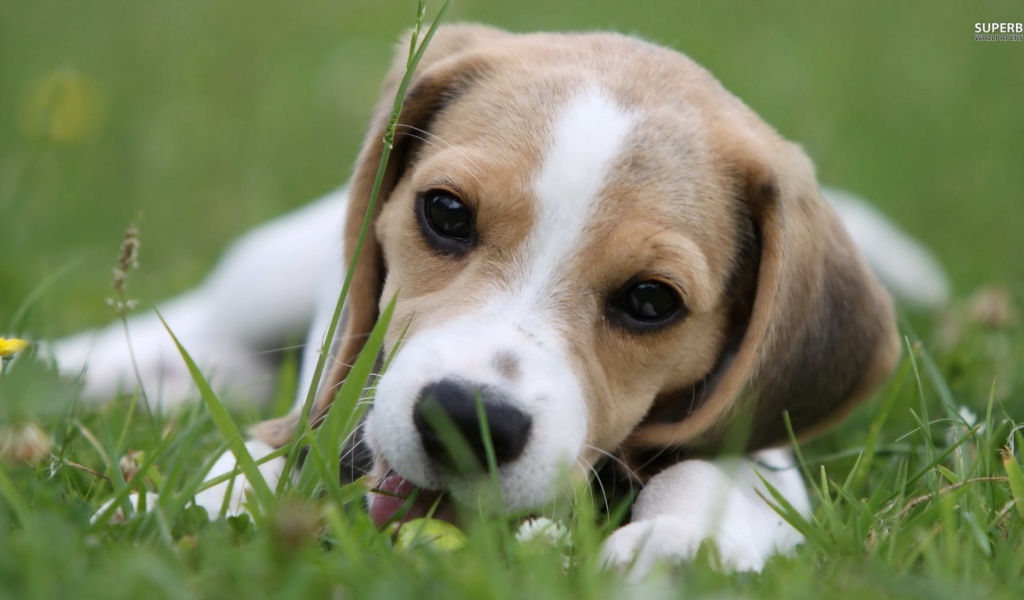 Милая собака породы бигль лежит на траве