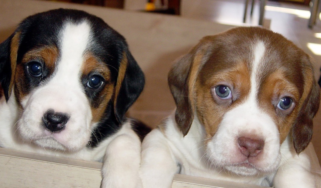 Милые щенки породы бигль смотрят на фотографа