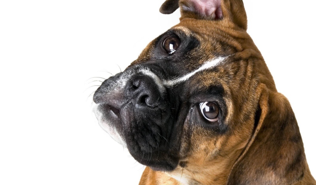 Милый боксёр на белом фоне