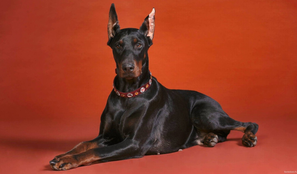 Симпатичный доберман на красном фоне