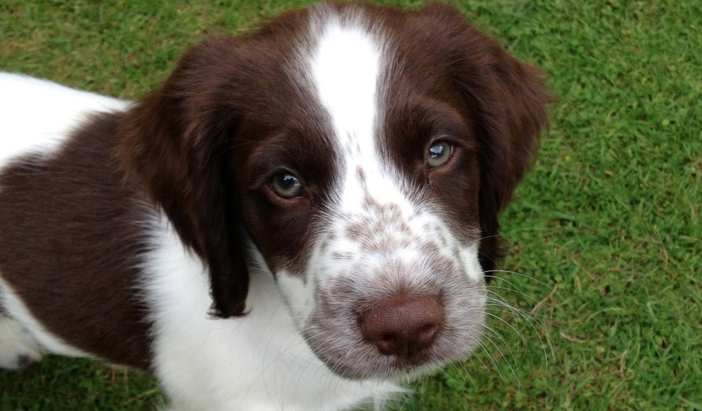 Милые глаза английского спрингер-спаниеля