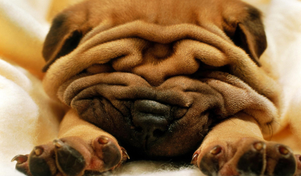 Симпатичный маленький Шарпей