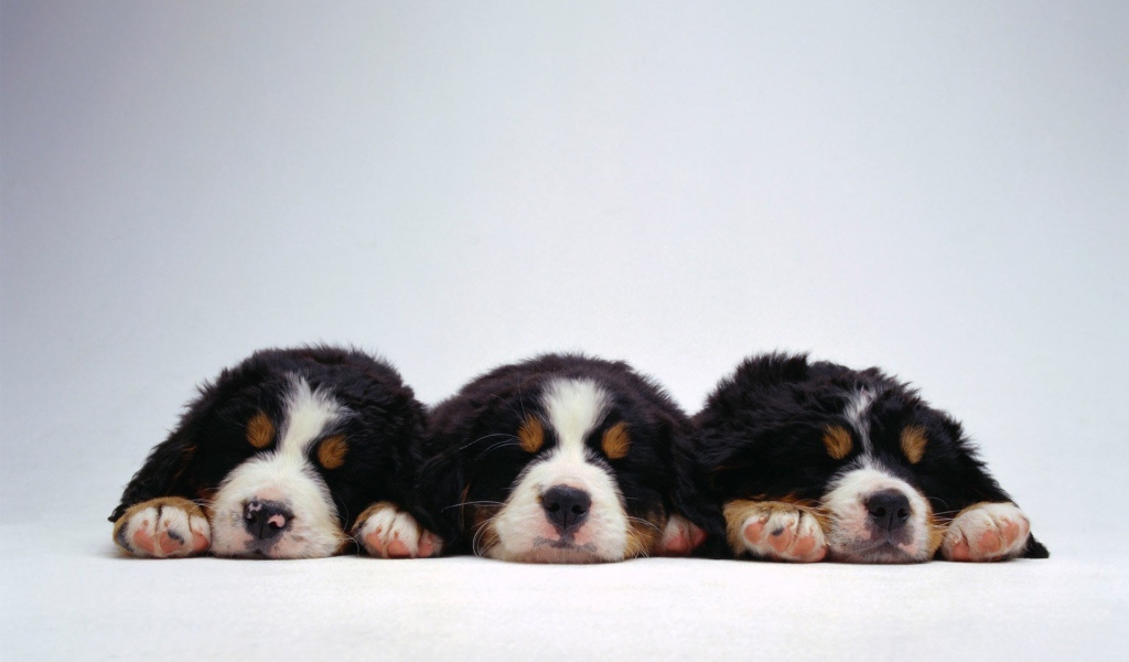 Милые щенки бернской пастушьей собаки на белом фоне