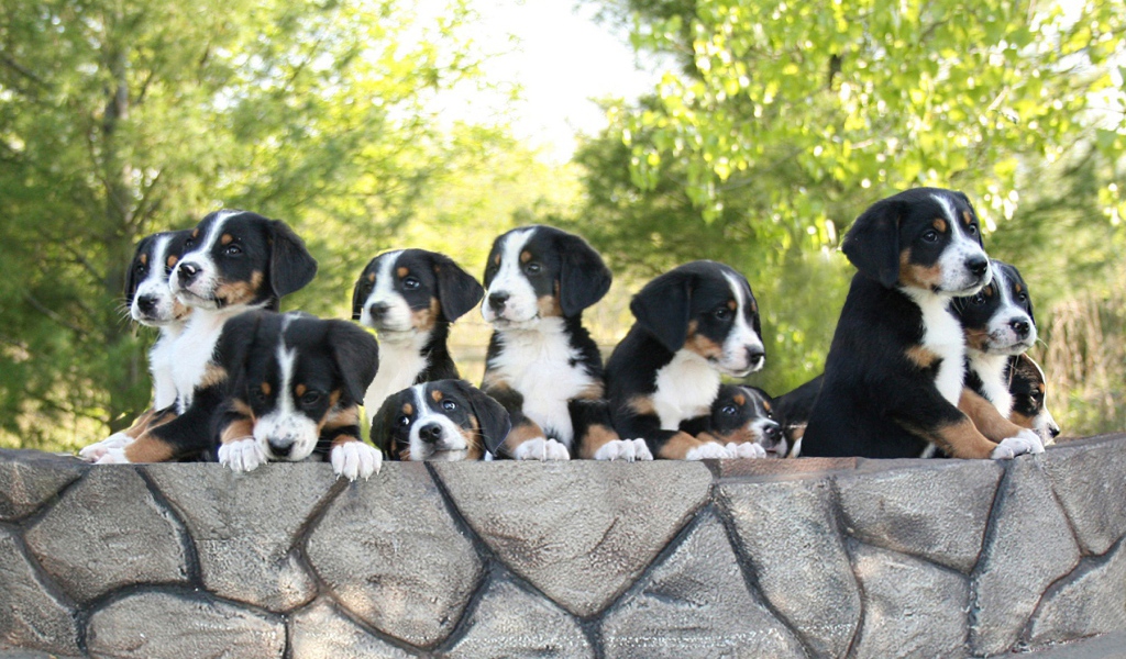 Милые щенки большого швейцарского зенненхунда