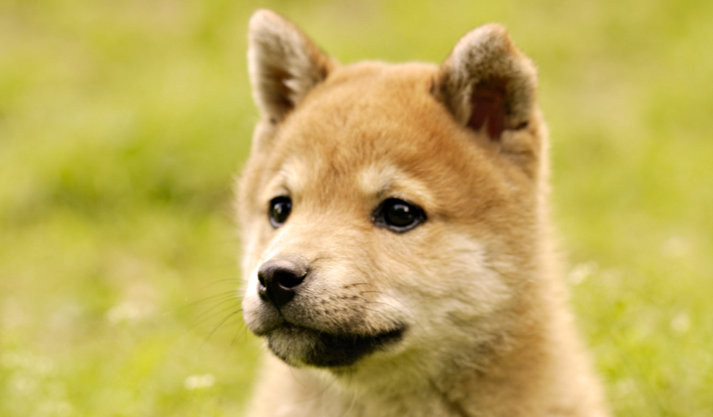 Милый щенок акита-ину
