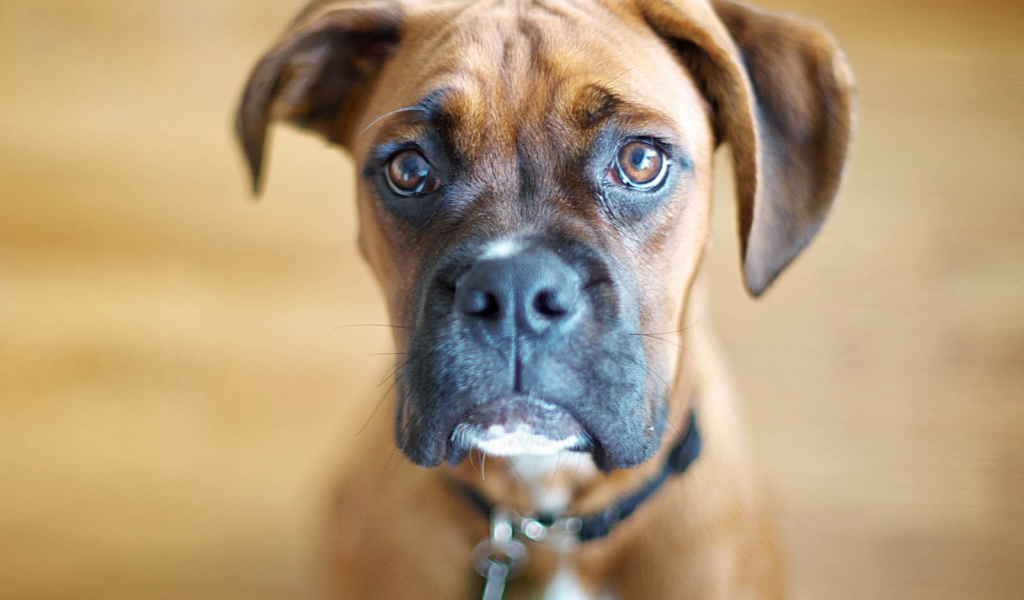 Милый молодой боксёр на коричневом фоне