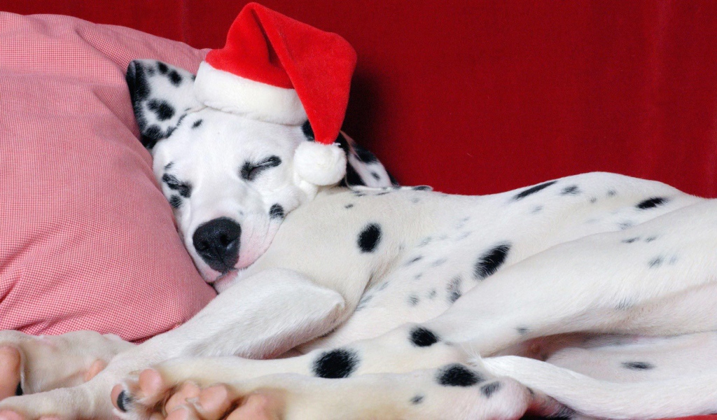 Далматин в Рождество
