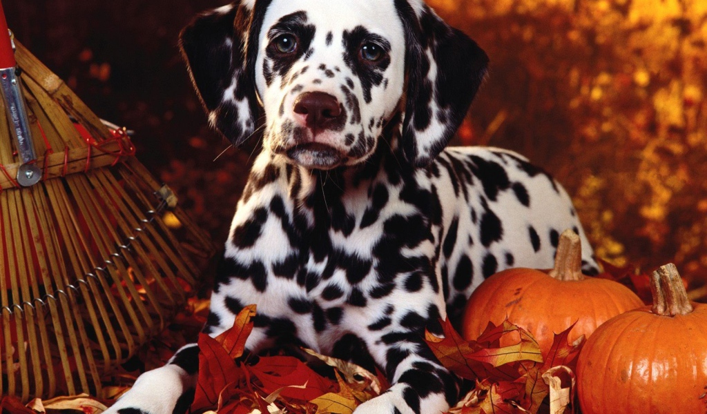 Далматин в тему Хэллоуина