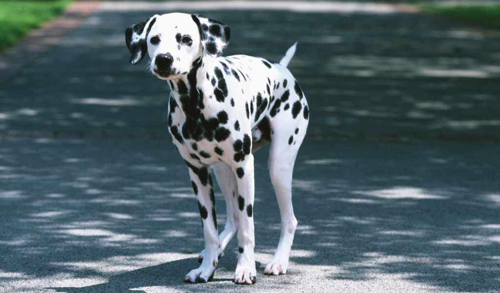 Далматин на дороге
