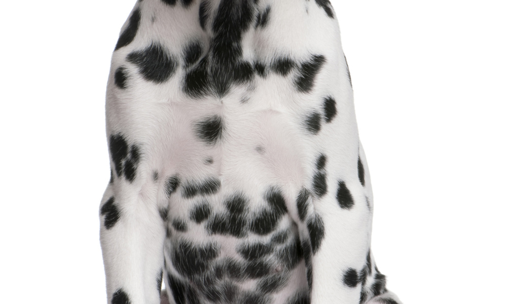 Далматин сидит на полу