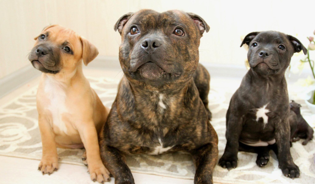 Различные виды стаффордширских бультерьеров