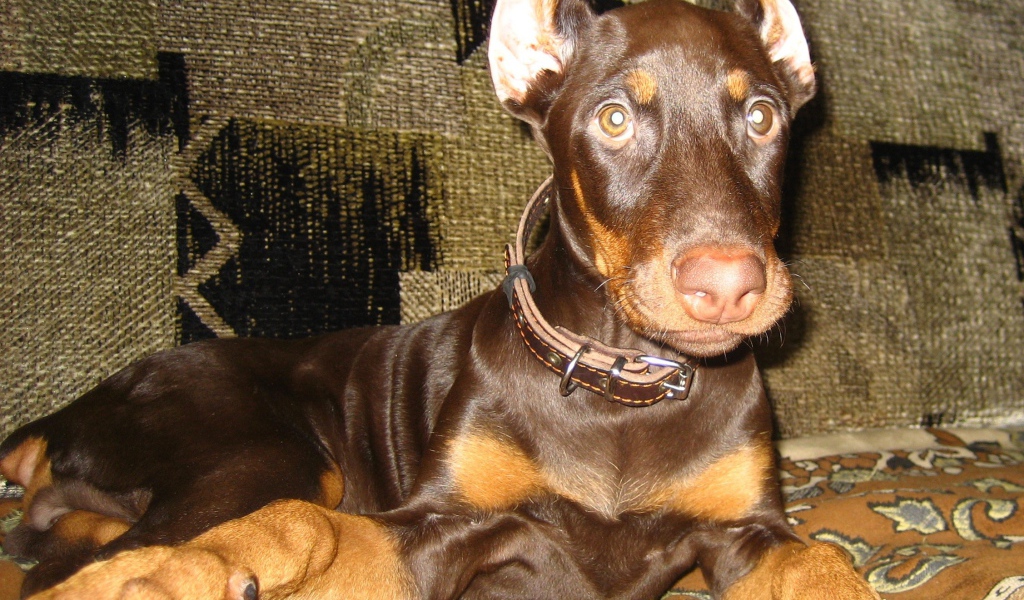 Доберман лежит на диване