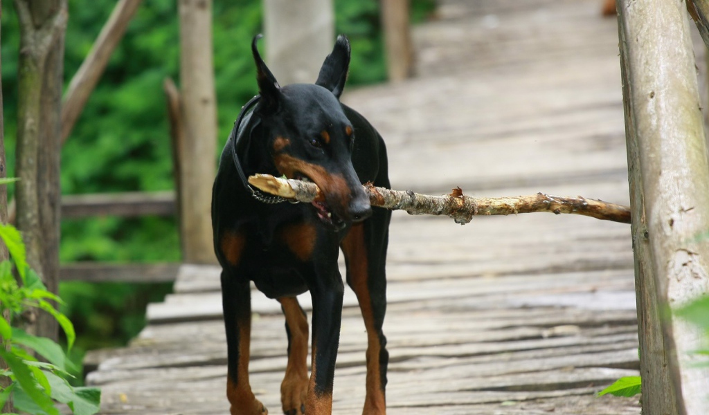 Doberman playing with a stick