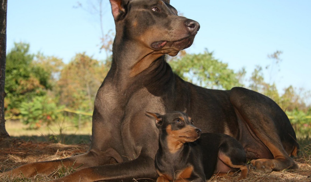 Доберманы лежал в лесу
