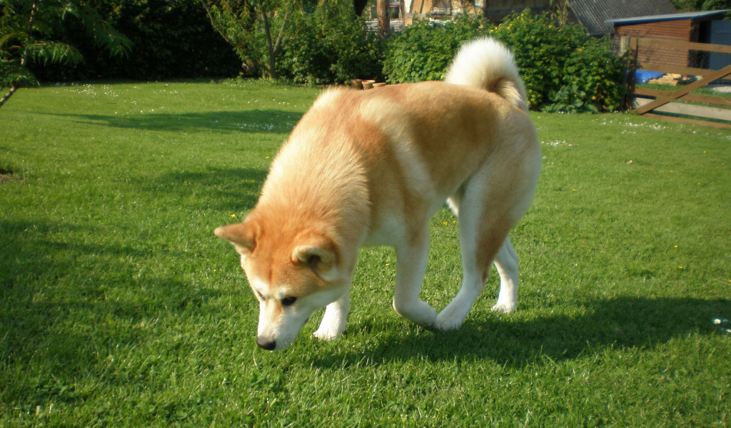 Собака акита-ину берёт след