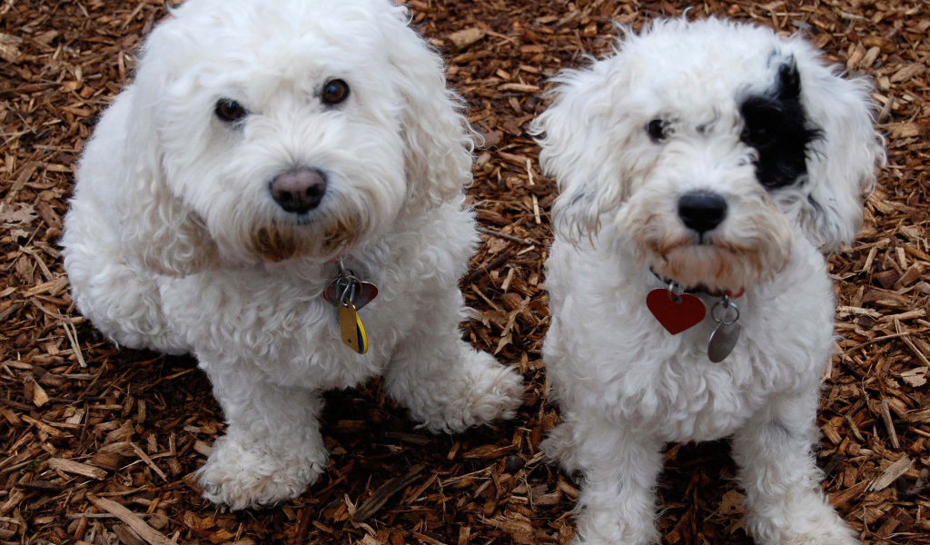 Собаки породы бишон-фриз смотрят на фотографа