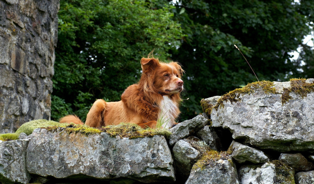 Собака Ретривер на природе