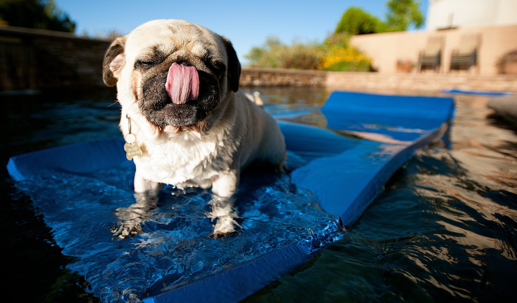 Собака купается