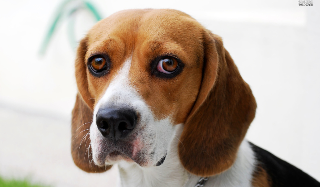 Собака породы бигль провинилась