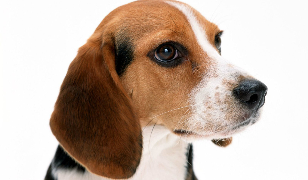 Собака породы бигль на белом фоне крупным планом
