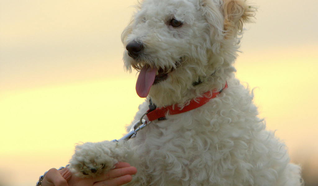 Собака породы бишон-фриз даёт лапу
