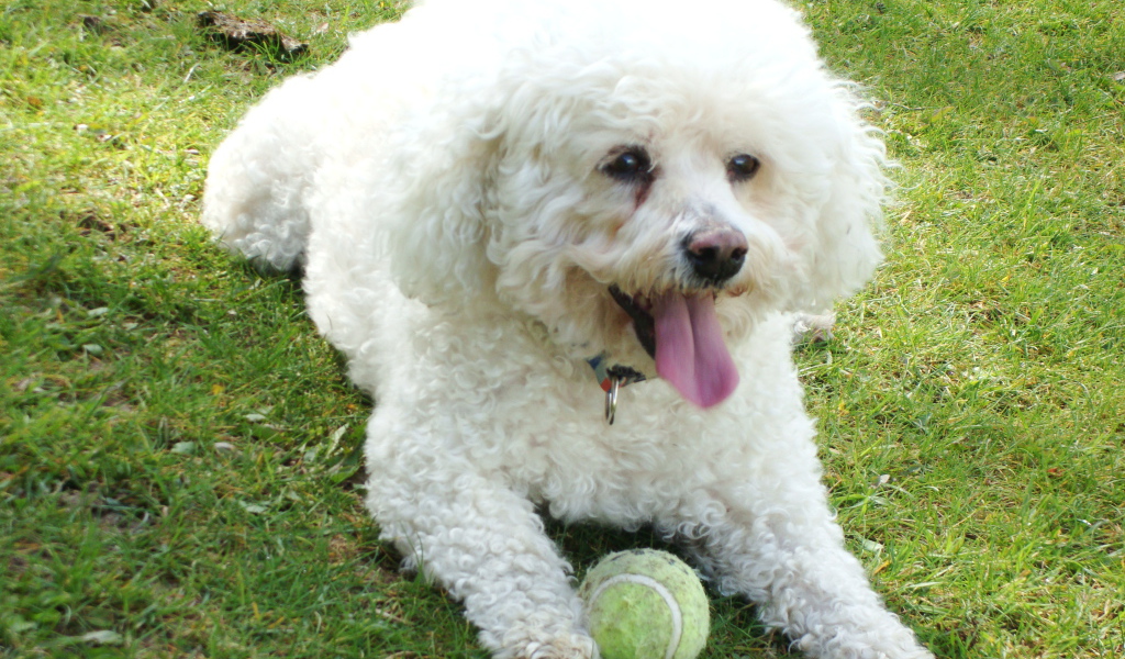 Собака породы бишон-фриз лежит на лужайке с мячом
