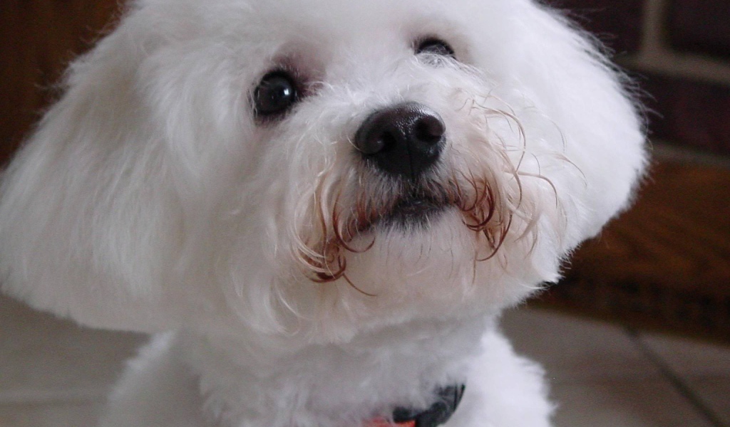 Собака породы бишон-фриз смотрит на хозяина