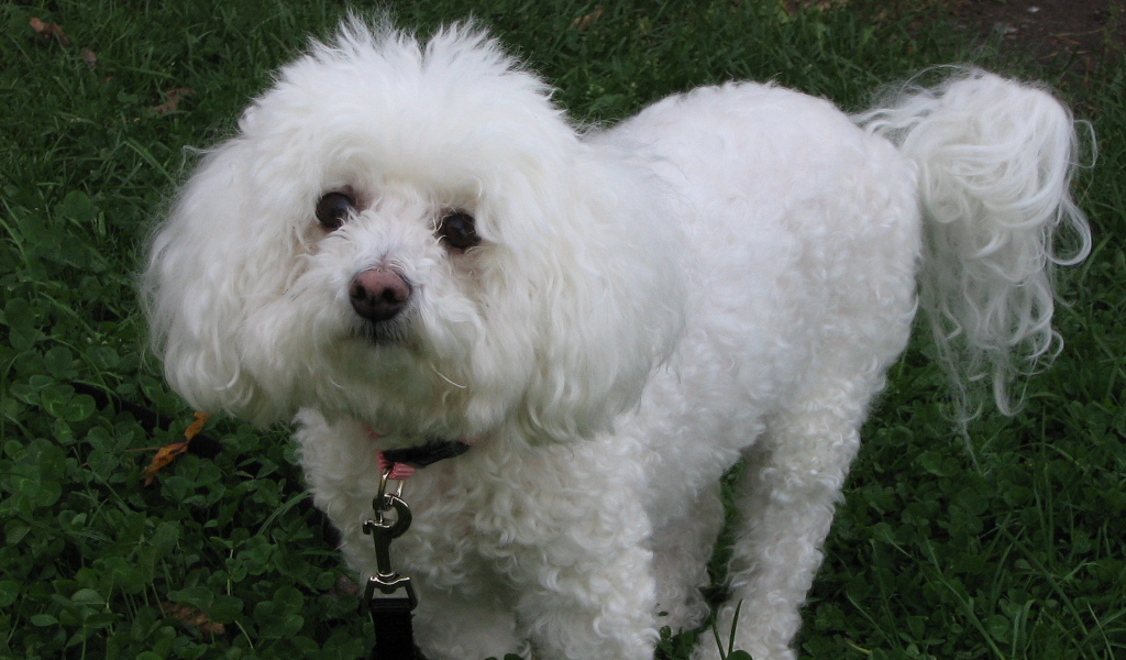 Собака породы бишон-фриз смотрит виноватым взглядом