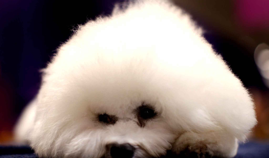Собака породы бишон-фриз уткнулась носом