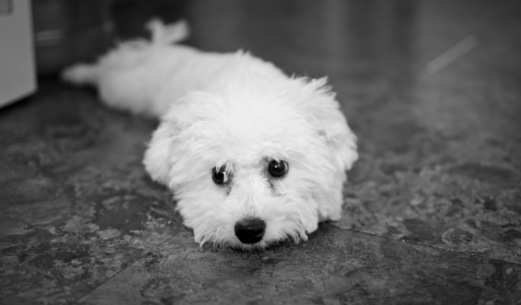Собака породы бишон-фриз дома на полу