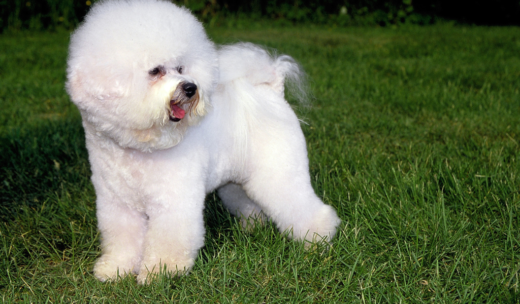 Собака породы бишон-фриз на траве