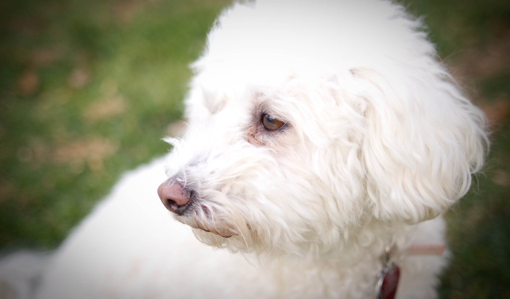 Собака породы бишон-фриз кого-то видела