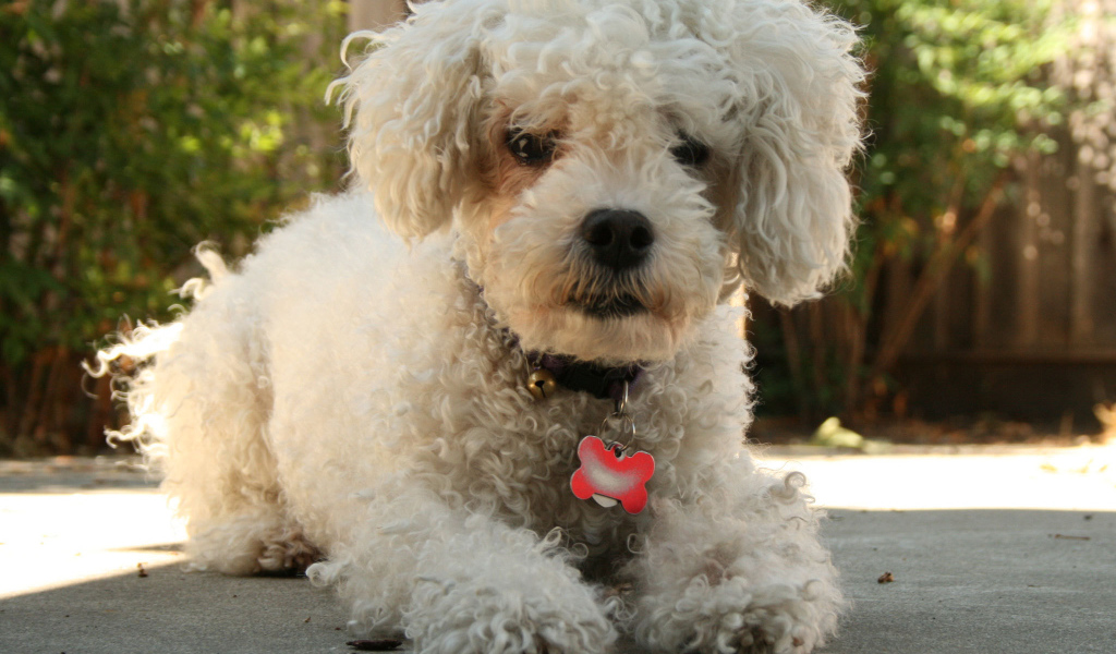 Собака породы бишон-фриз с кулоном