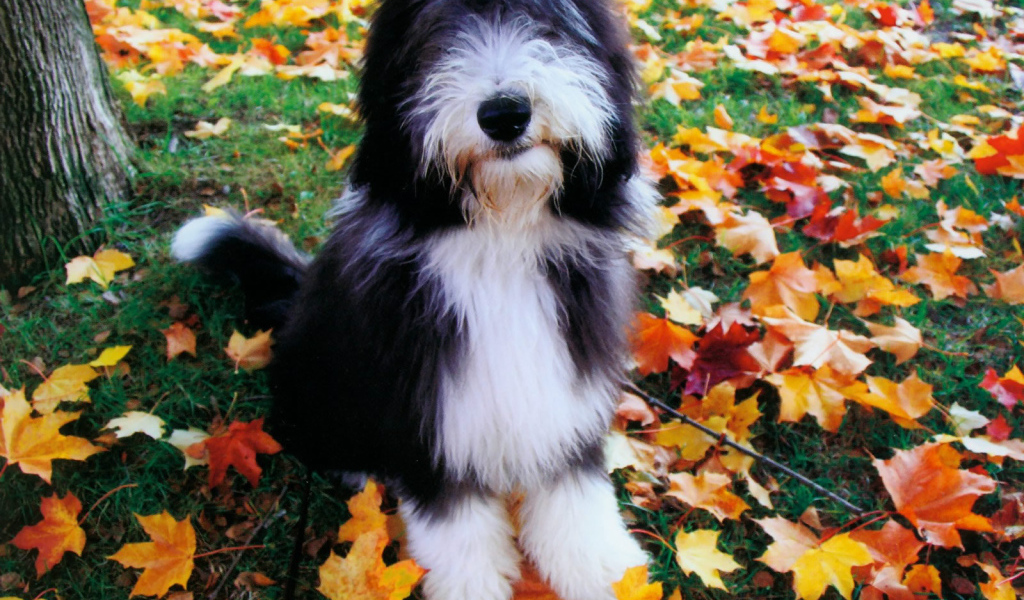 Собака породы бобтейл на осенних листьях