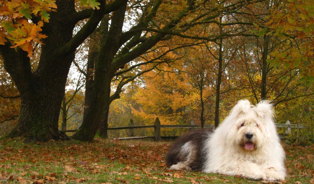 Собака породы бобтейл на фоне осеннего пейзажа