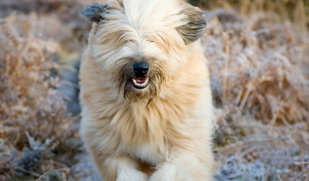 Собака породы бобтейл бежит в поле