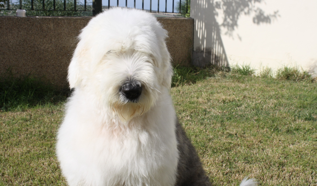 Собака породы бобтейл сидит во дворе дома