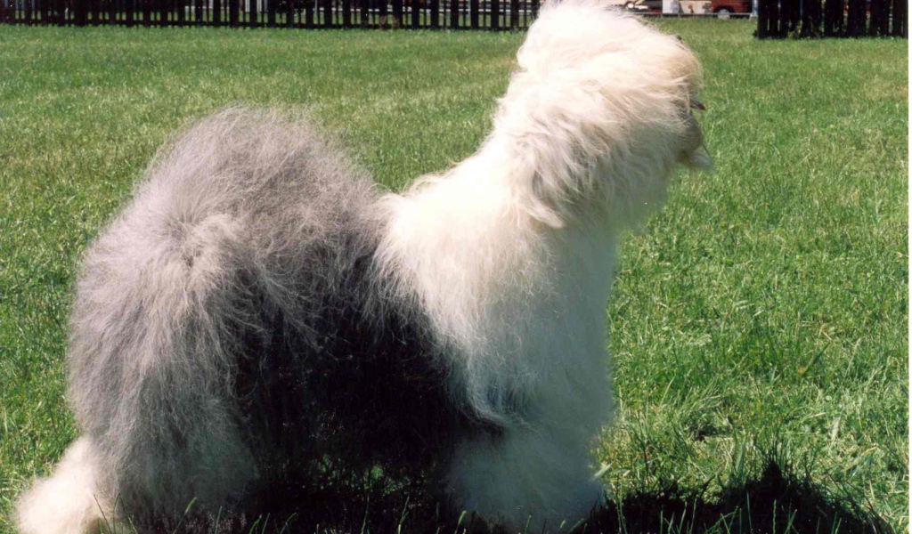 Собака породы бобтейл стоит на лужайке